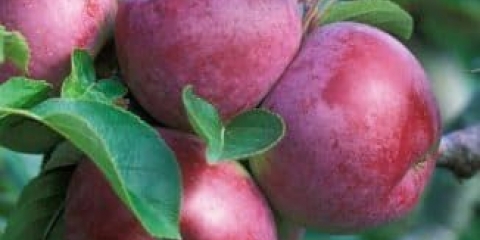 25 Vrste stabala jabuke koje određuju kvalitet i kvantitet roda